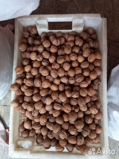 Продам грецкий орех в скорлупе