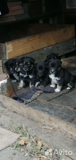 В добрые руки