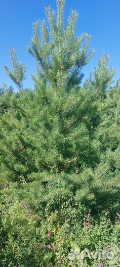 Сосны ели и много других видов