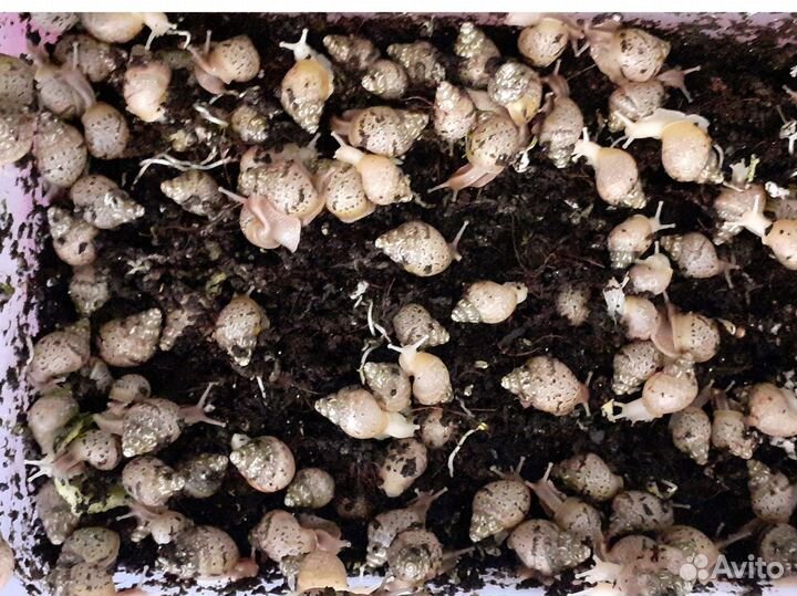 Улитки ахатины