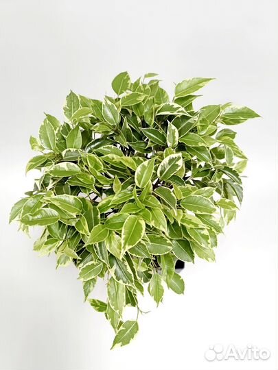 Фикус Бенджамина Экзотика