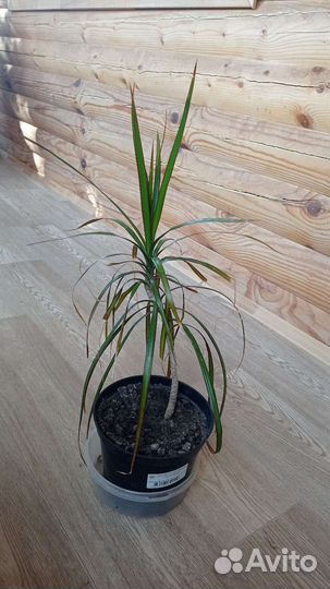 Комнатные цветы драцена