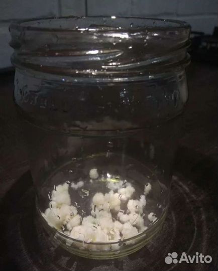 Тибетский молочный гриб кефирный