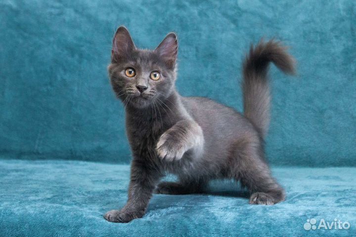 Грей - просто энерджайзер