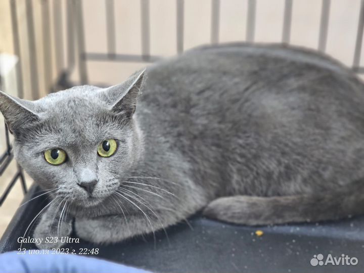 Русская голубая кошка в добрые руки