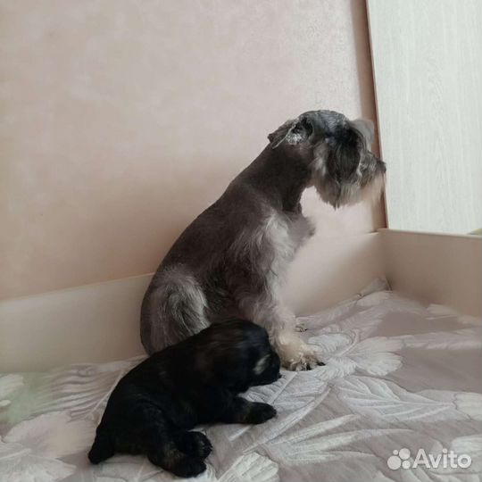Щенки Цвергшнауцера