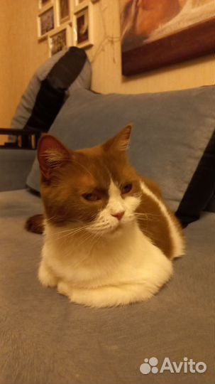 Британская кошка