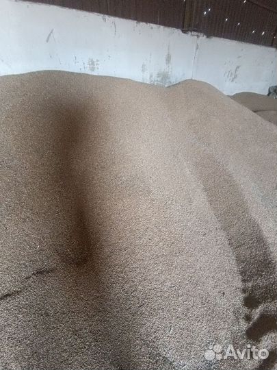 Зерно пшеница