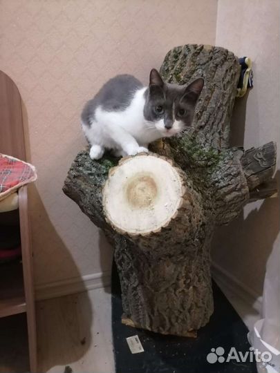 Кот ищет дом