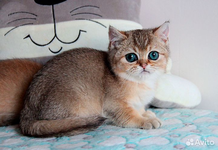 Пряник - золотой котик продан