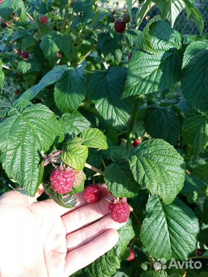 Малина Красавец Садко,малиновое дерево,жёлтая