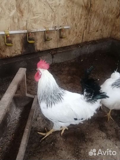 Петух доминант