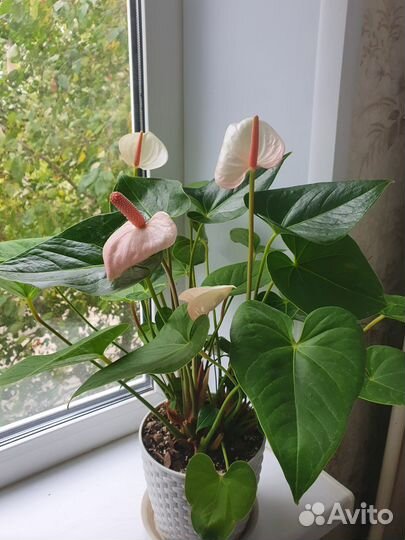 Антуриум безымянный