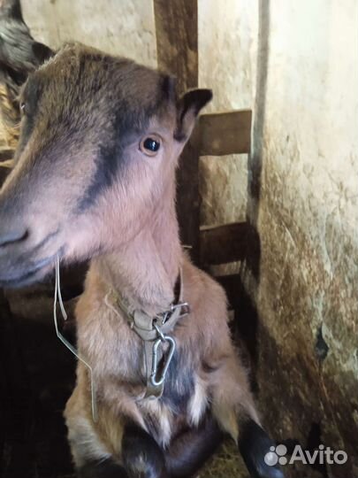 Козы гуси утки