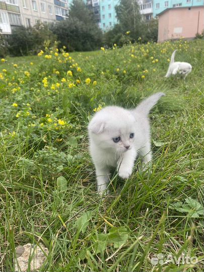 Шотландские котята скотиш