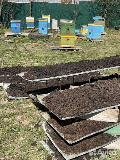 Вытопка мирва