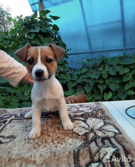 Щенки Джек рассел терьер