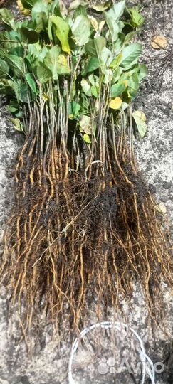 Подвой Яблони скс