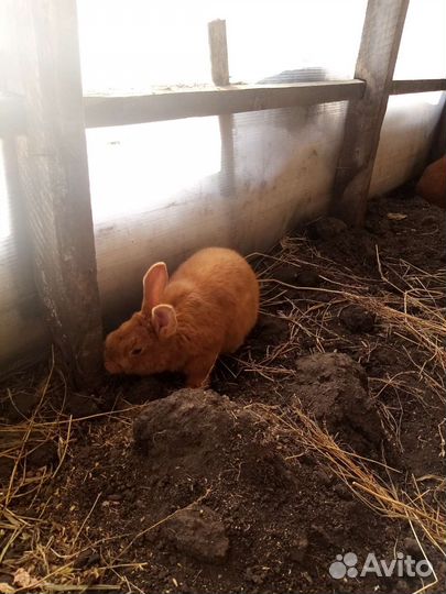 Крольчихи нзк