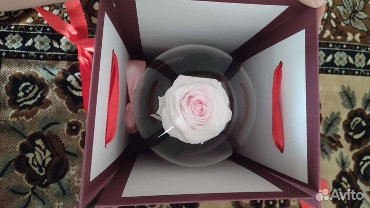 Живая роза в колбе