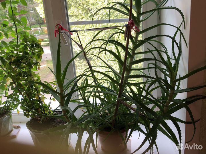 5 летний Столетник (для лекарства)