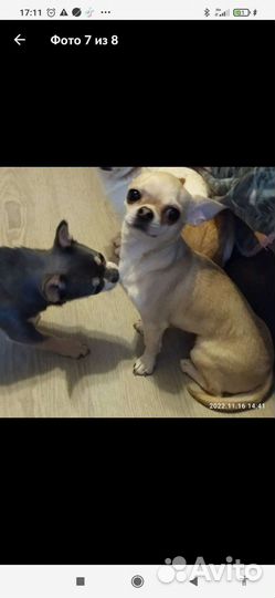 Чихуахуа девочка