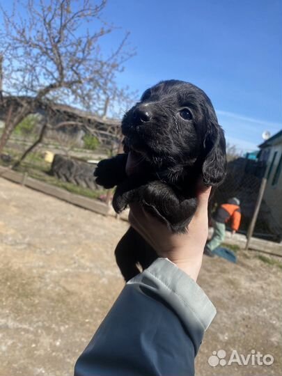 Русский спаниель