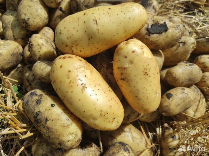 Картофель на зиму, вкусный, желтый