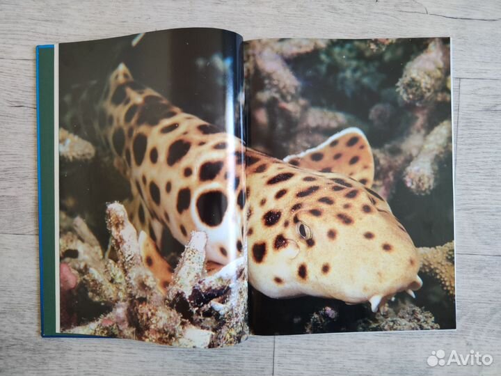 Акулы. Мир животных. Эндрю Клив