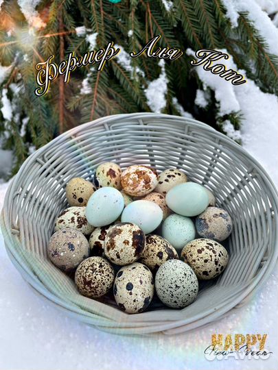 Яйца перепелиные инкубационное перепела тушки