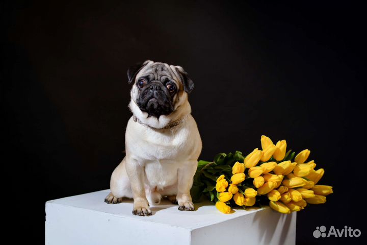 Мопс вязка мальчик