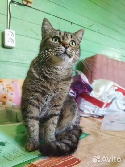 Кошка в добрые руки