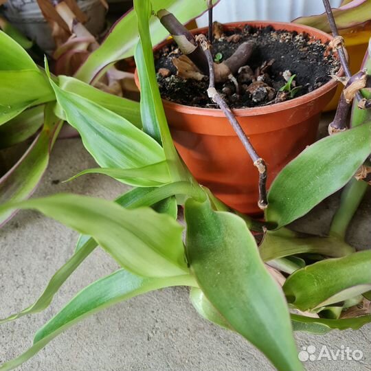 Растение золотой ус