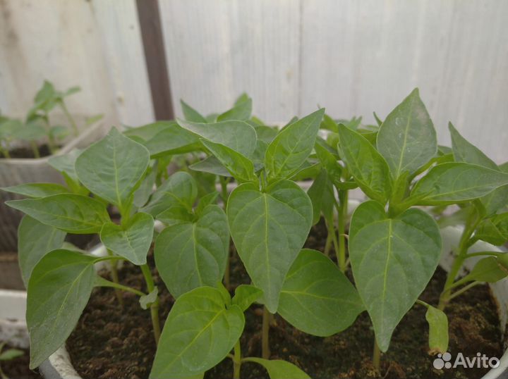 Рассада овощей