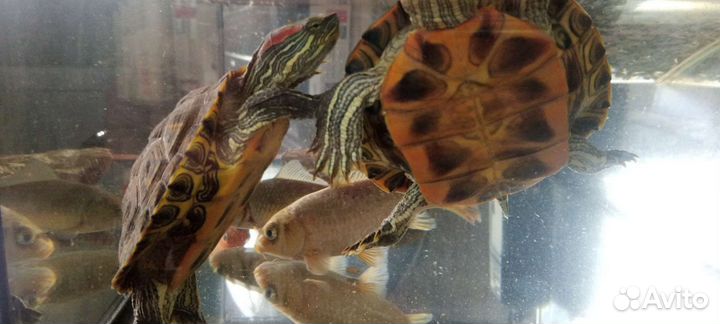 Аквариум с фильтром