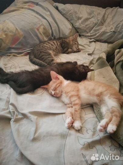 Хвостики ищут дом