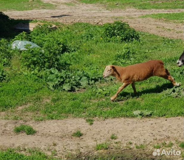 Продаю барашка для Вас. Катумская баранина