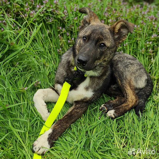 Щенок 7 месяцев ищет дом