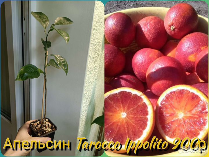 Сортовые цитрусы (часть 2)