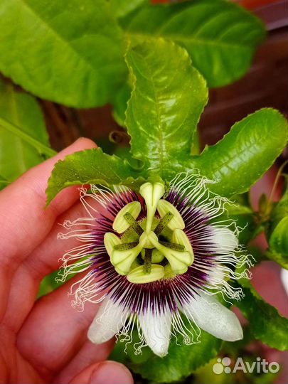 Растения обмен