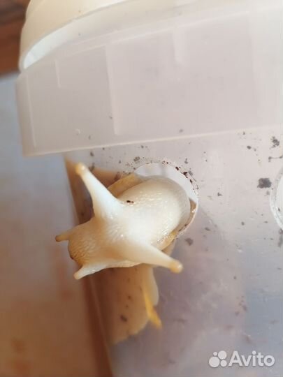 Улитки ахатины