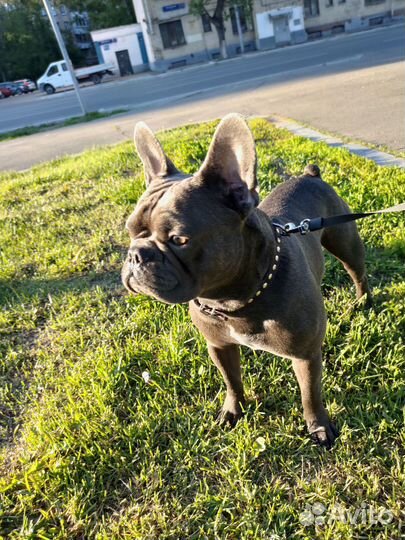 Французский бульдог кабель вязка