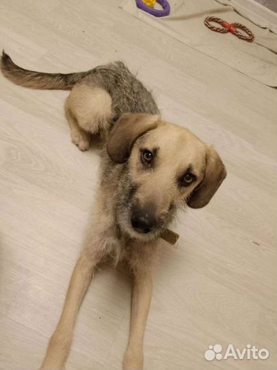 Собака в добрые руки отдам бесплатно