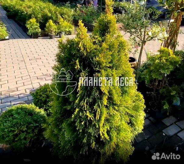Туя западная Голден Смарагд Морозостойка