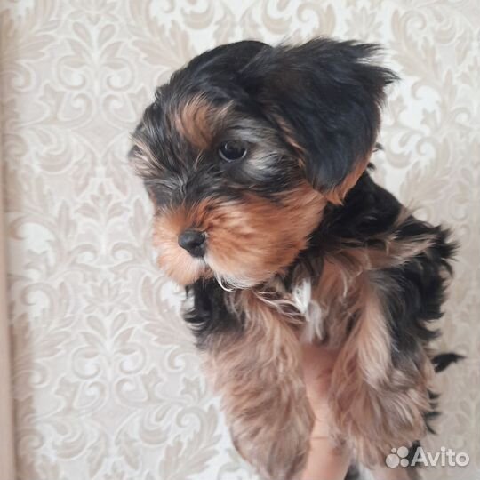 Йоркширский терьер мальчик