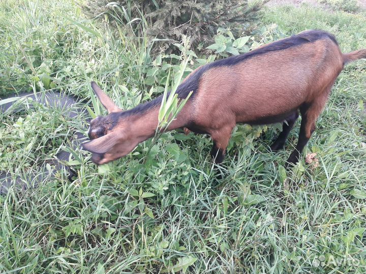 Продам козлят