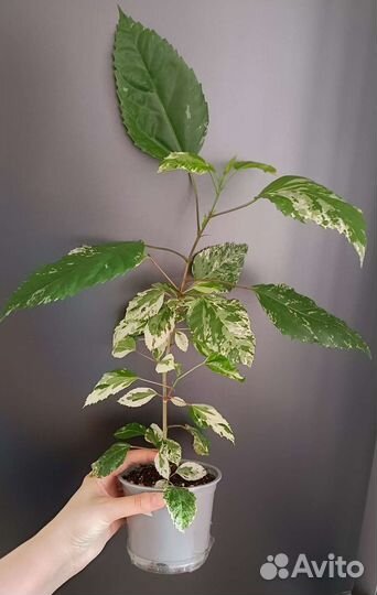 Разные комнатные цветы