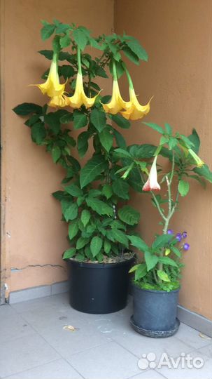 Бругмансия