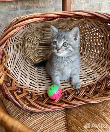 Котята
