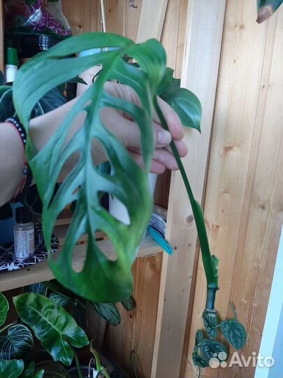 Монстера фридрихшталя